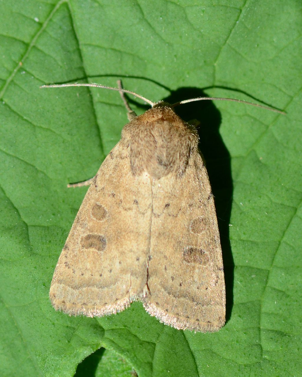 Noctuidae da determinare 2